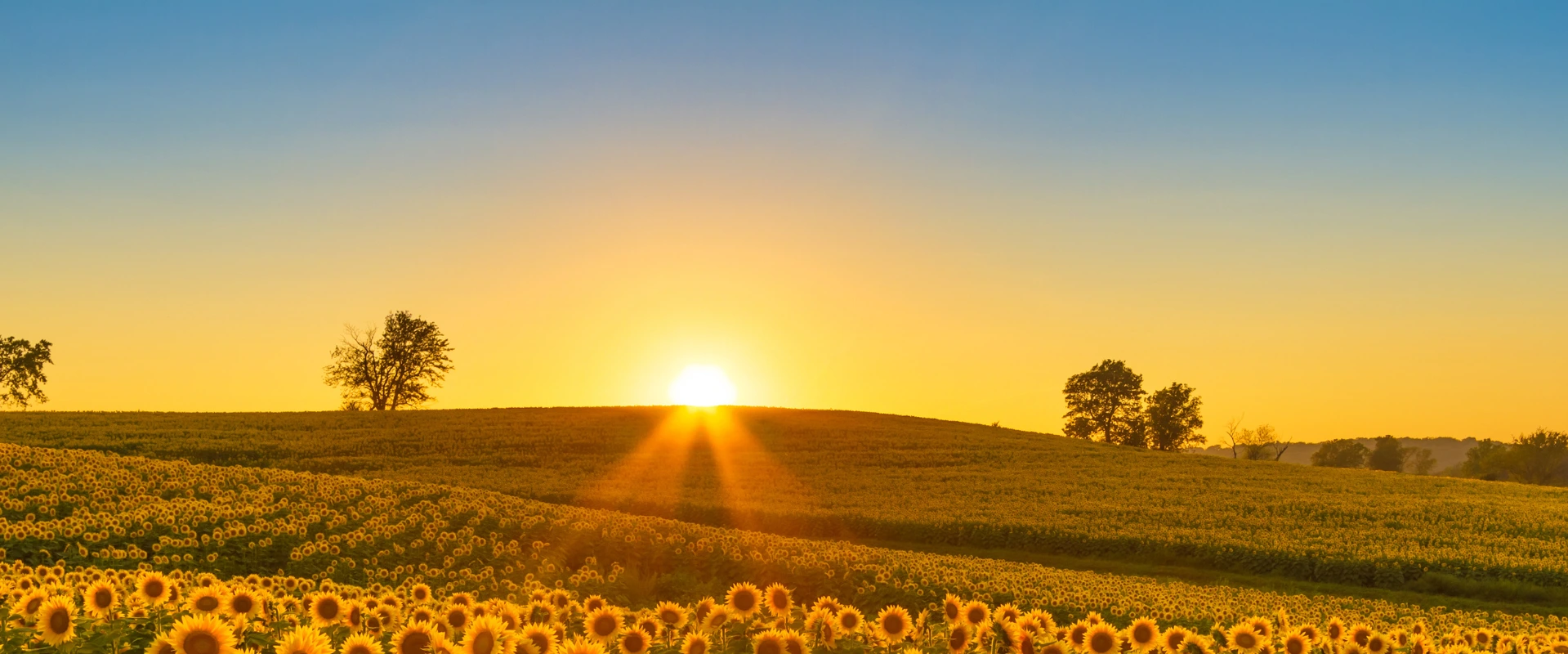 Sunflowers in Kansas field